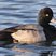 Lesser Scaup